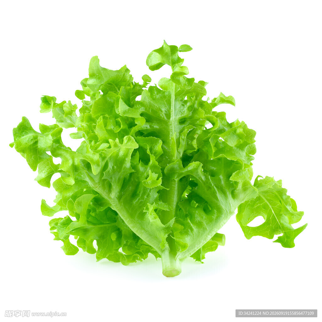 新鲜生菜