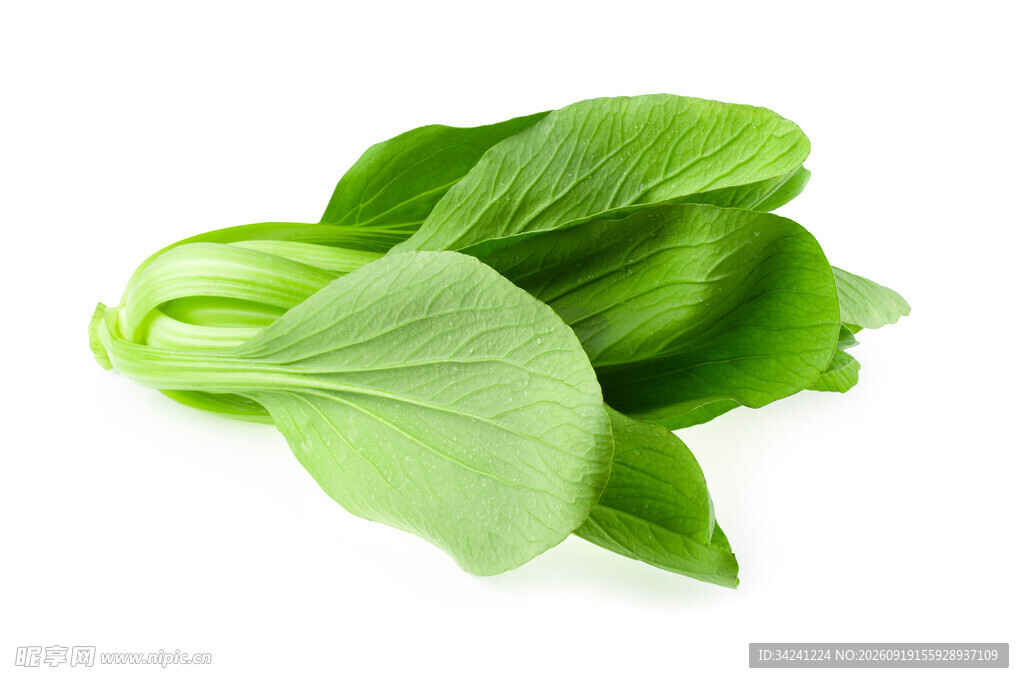新鲜小白菜