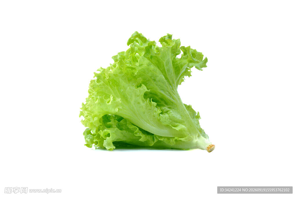 新鲜生菜叶
