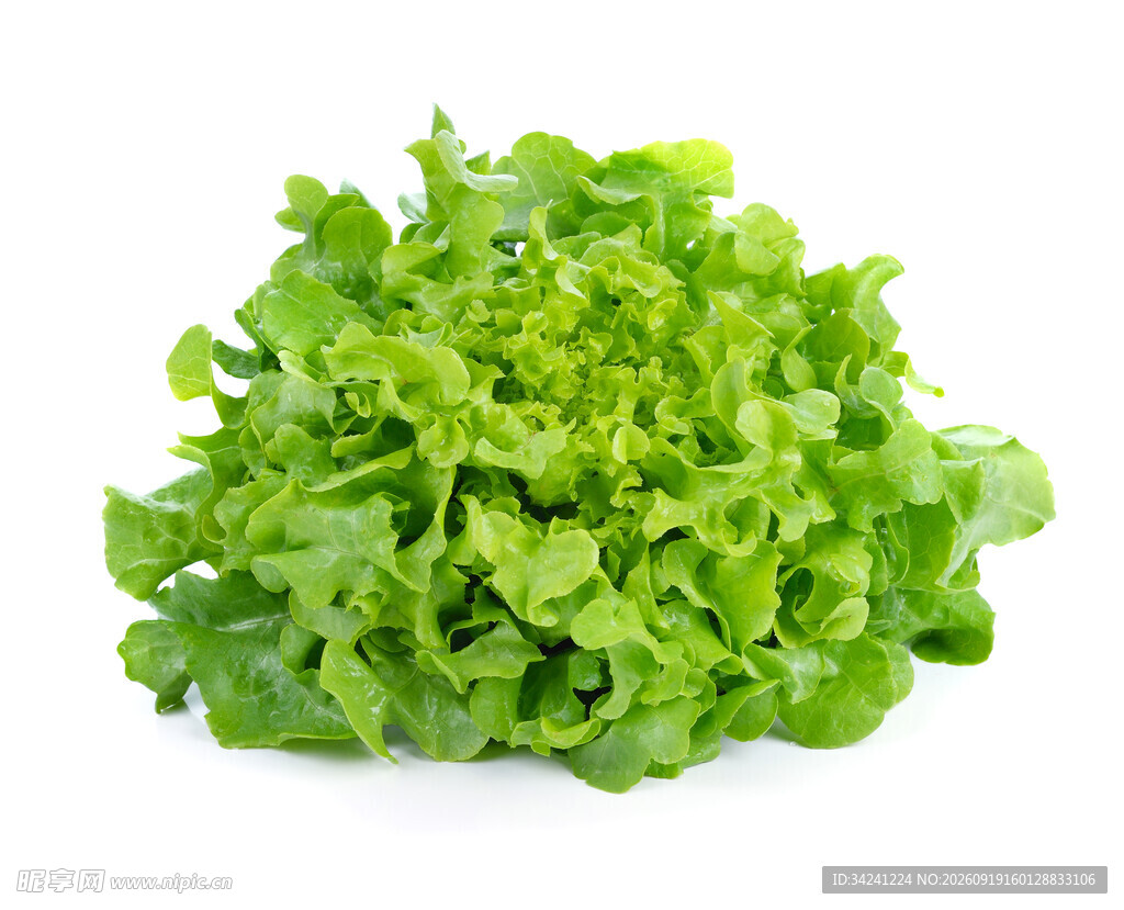 新鲜生菜