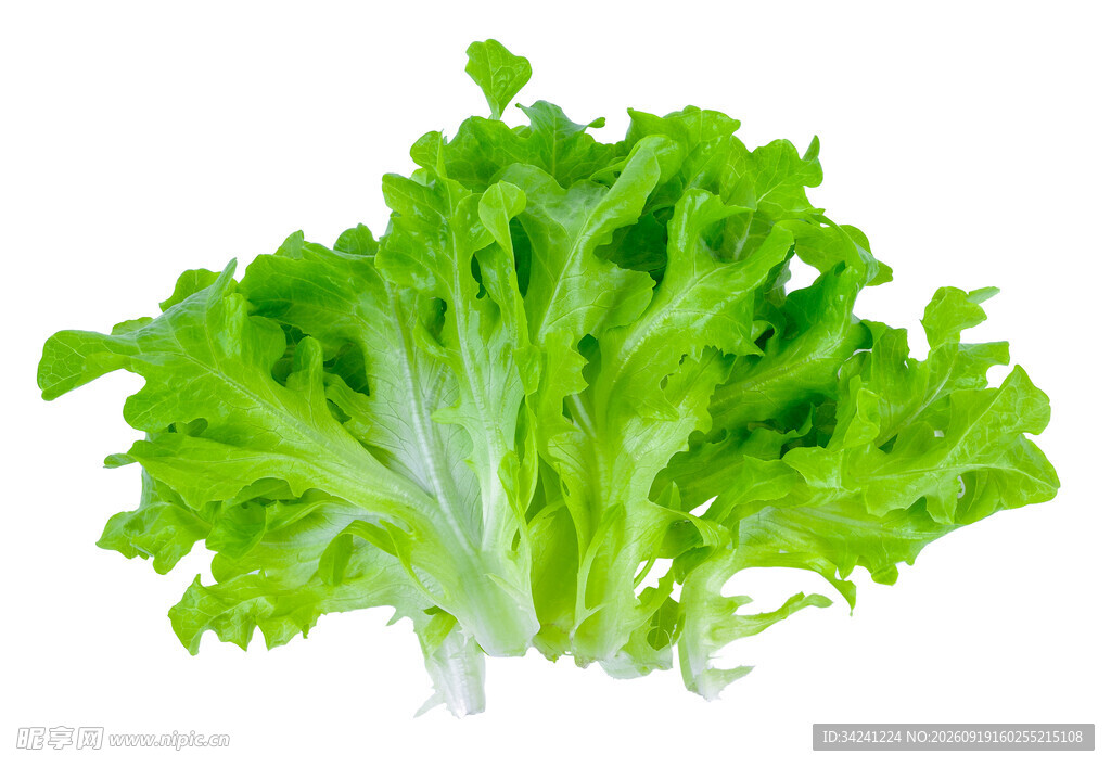 新鲜生菜叶