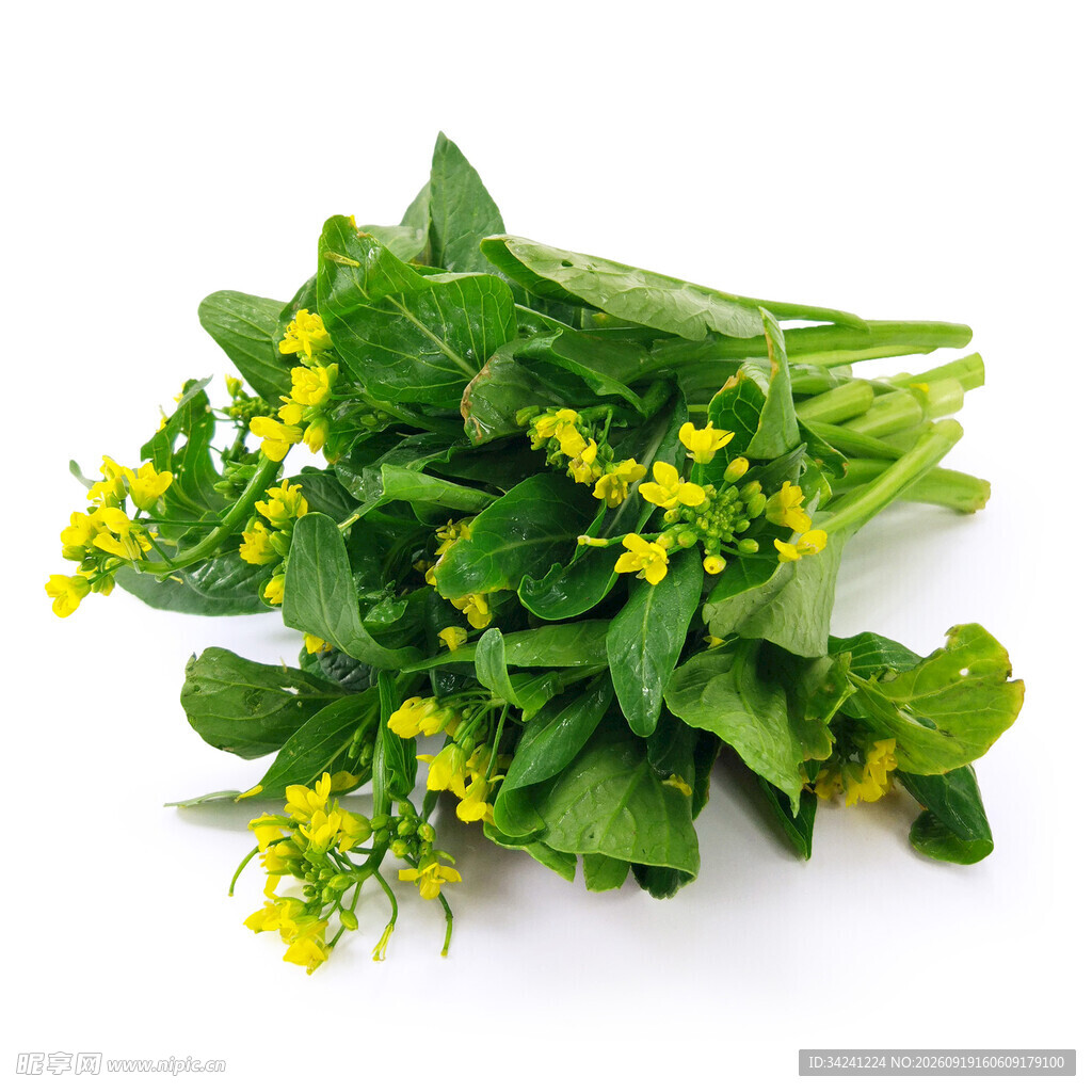 新鲜嫩油菜绽放小黄花