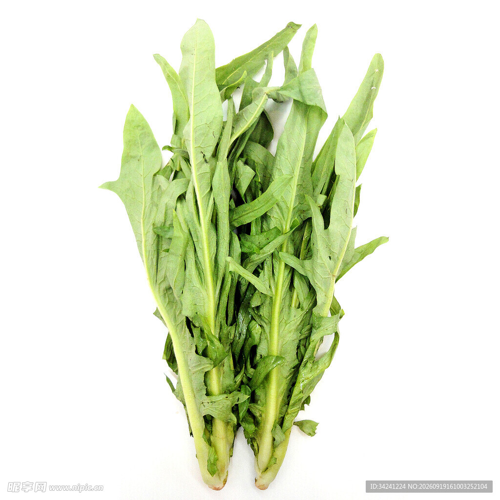 新鲜嫩绿的苦苣菜