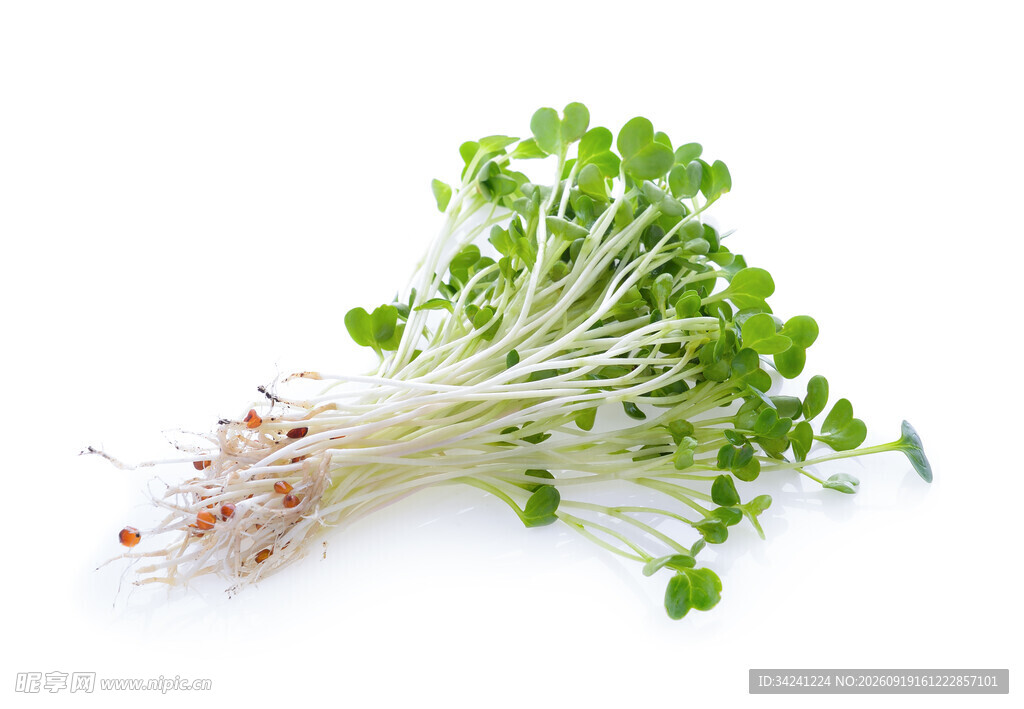 新鲜嫩绿萝卜芽菜