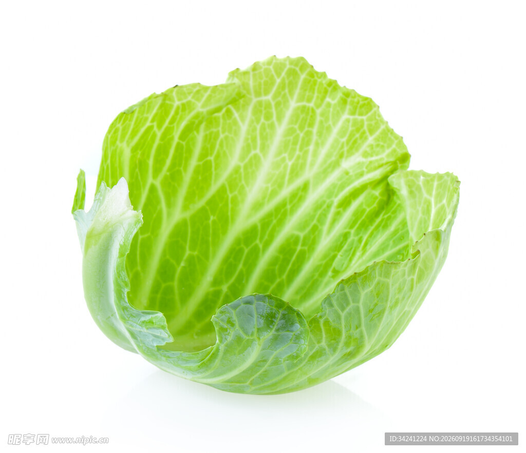 新鲜圆白菜