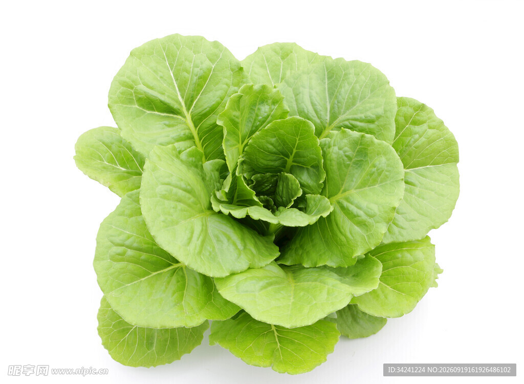 新鲜生菜