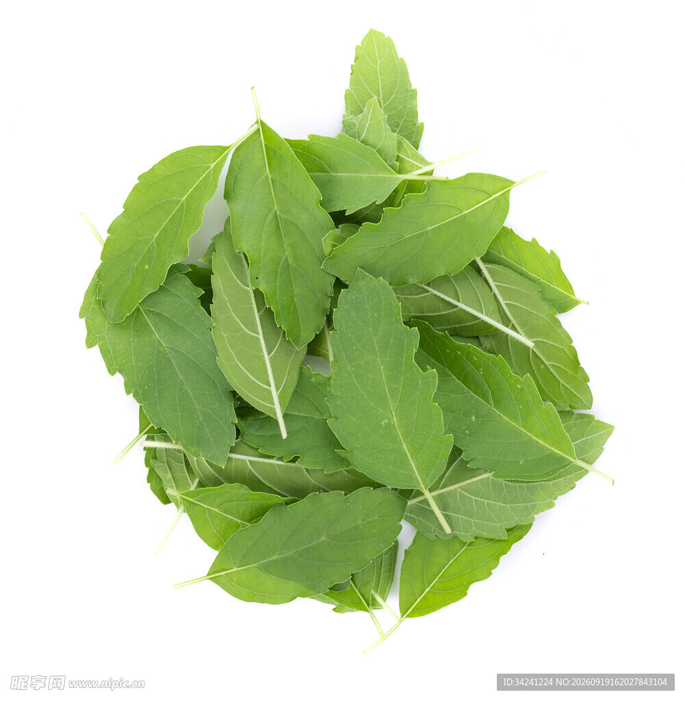 新鲜薄荷叶堆