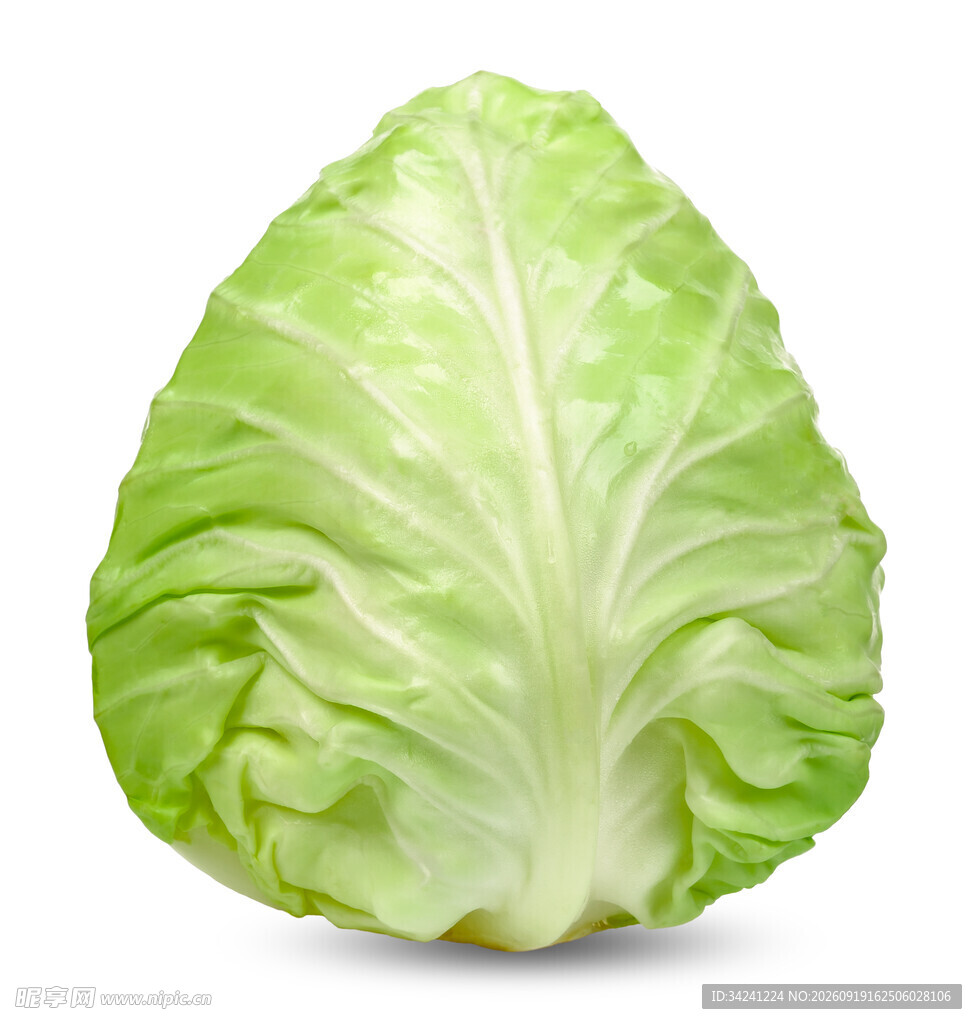 新鲜卷心菜