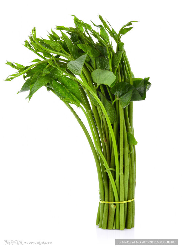 新鲜捆扎空心菜