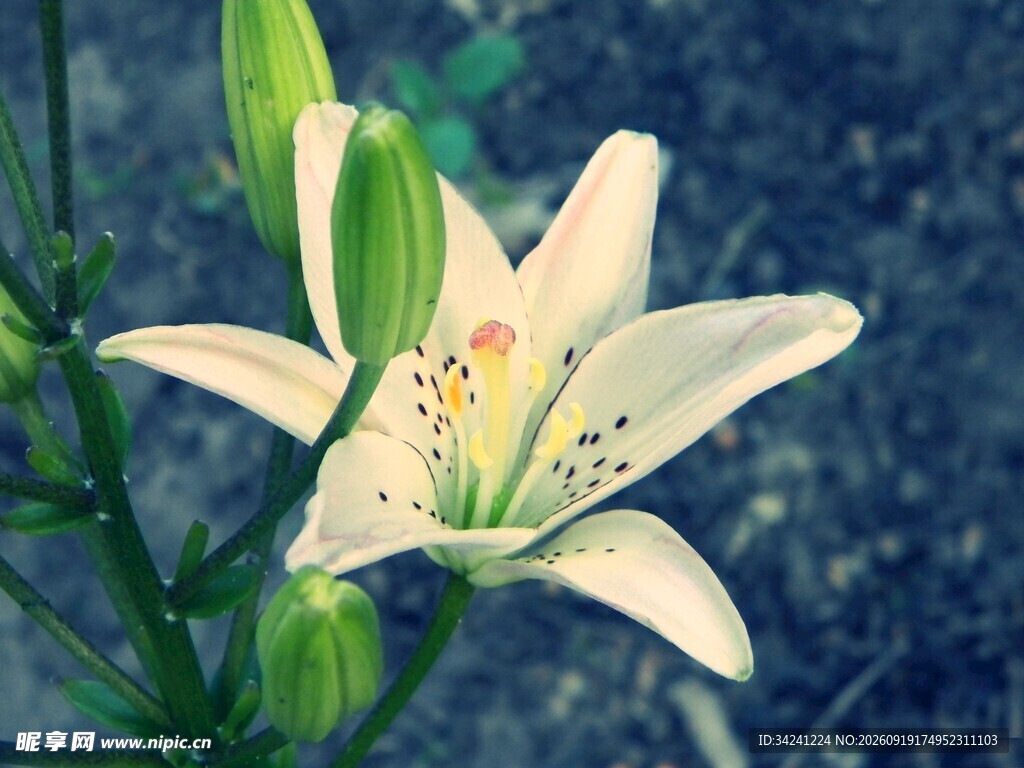 白色百合花特写