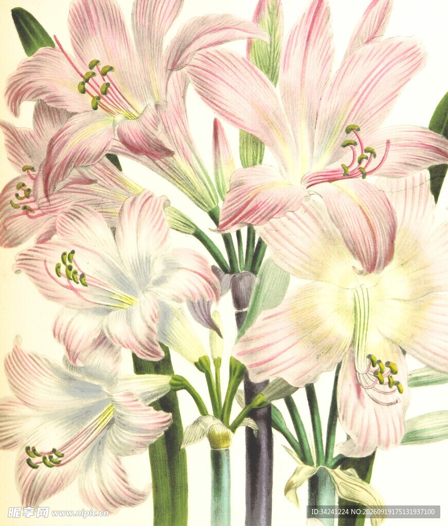 粉色百合花插画