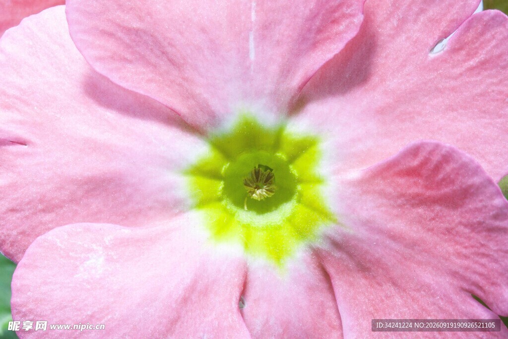 粉色报春花特写
