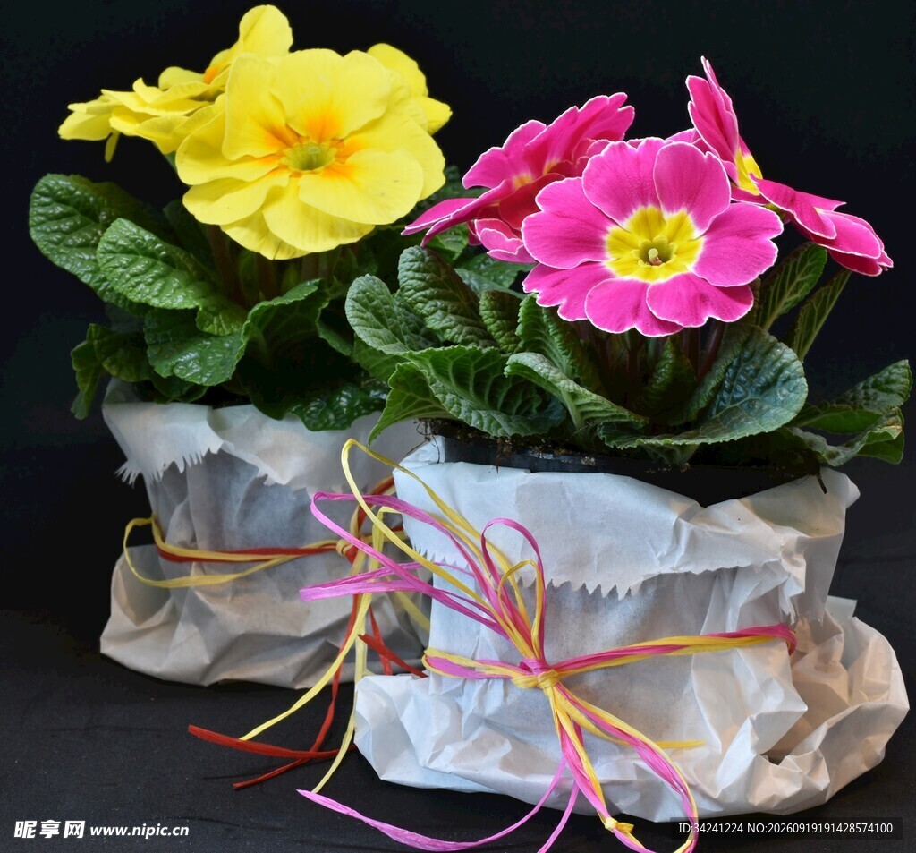 双色报春花盆栽