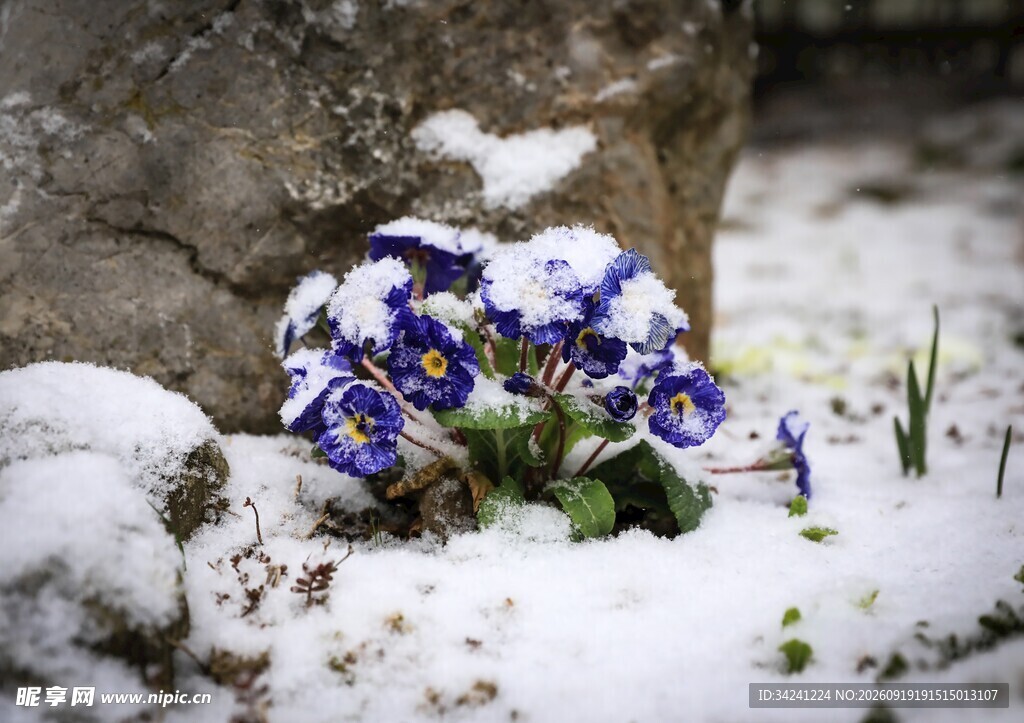 雪中绽放的蓝紫色报春花