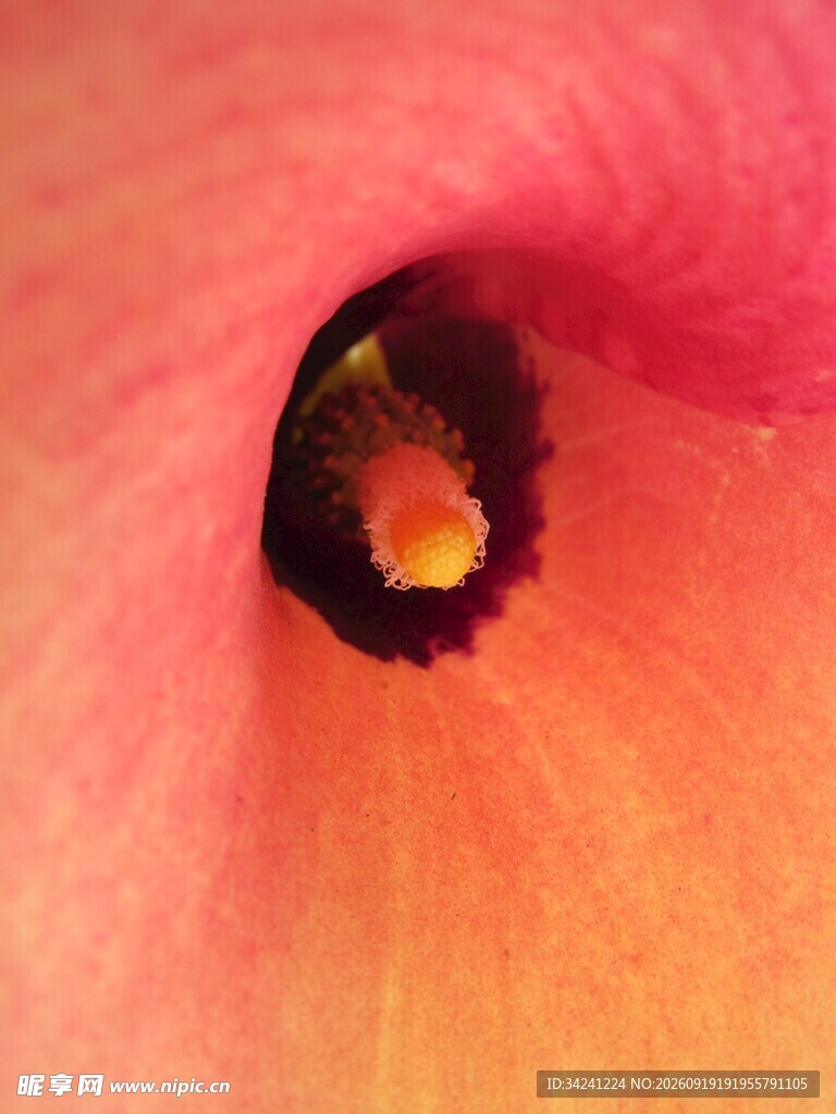 娇艳粉色花朵特写