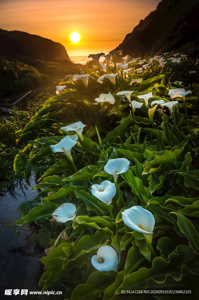 夕阳下的马蹄莲美丽景致