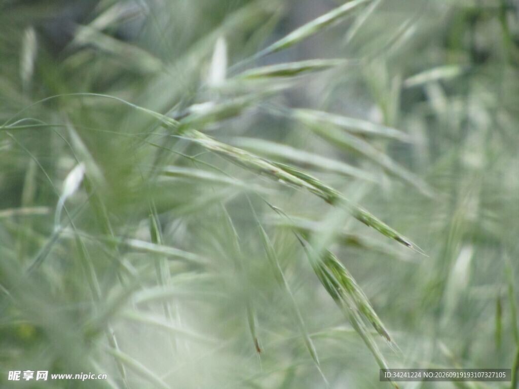 清新嫩绿的蓬勃草叶