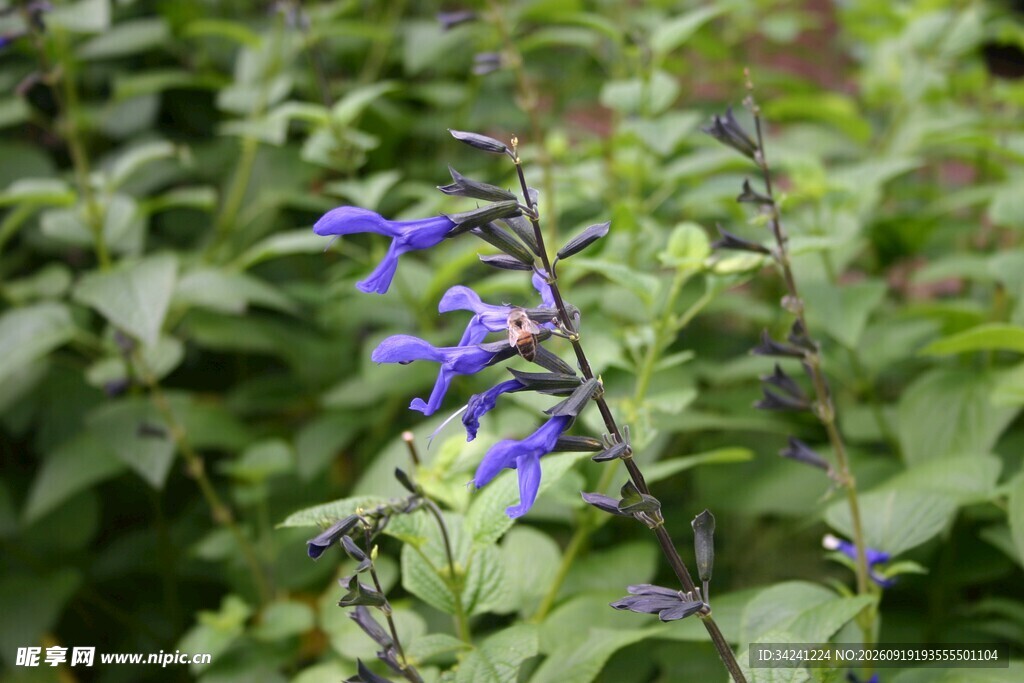 丹参花绿叶植物特写