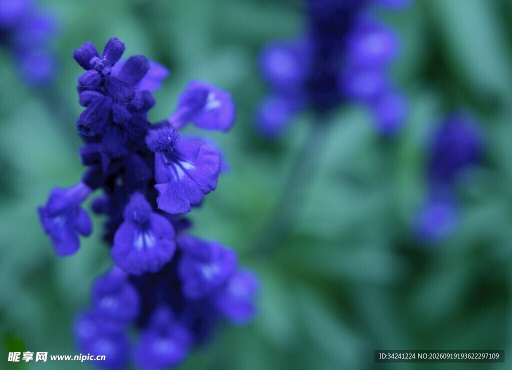 紫色丹参花特写