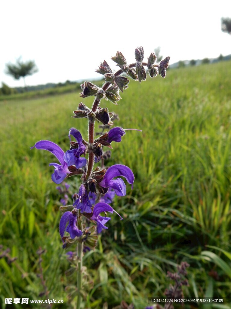 田野中的紫色丹参花