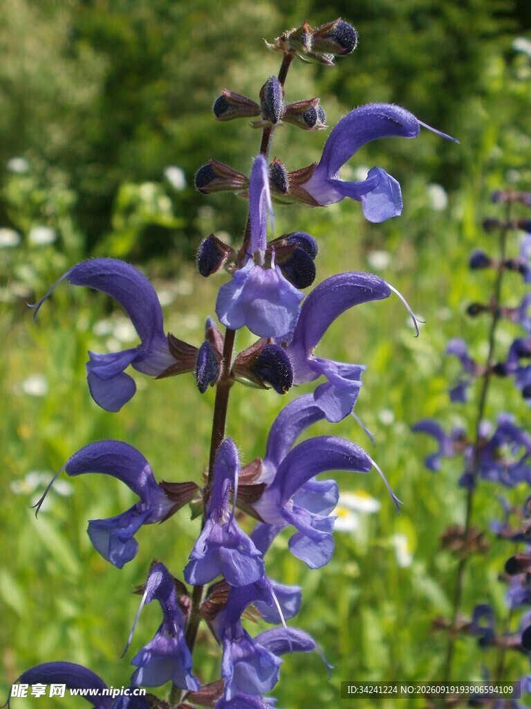 紫色丹参花花绽放