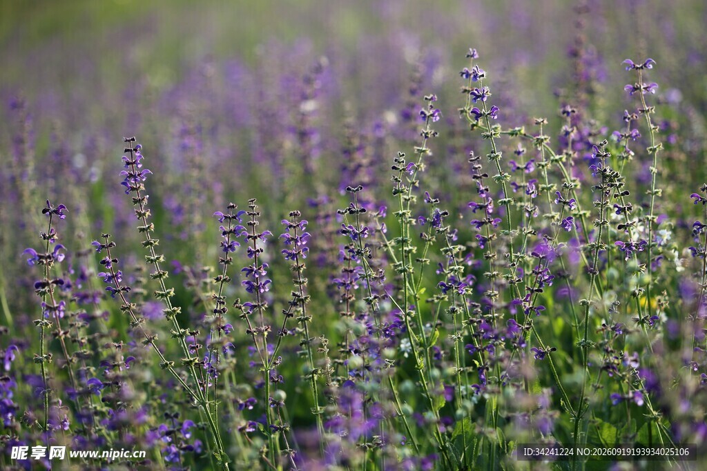 紫色丹参花花田美景