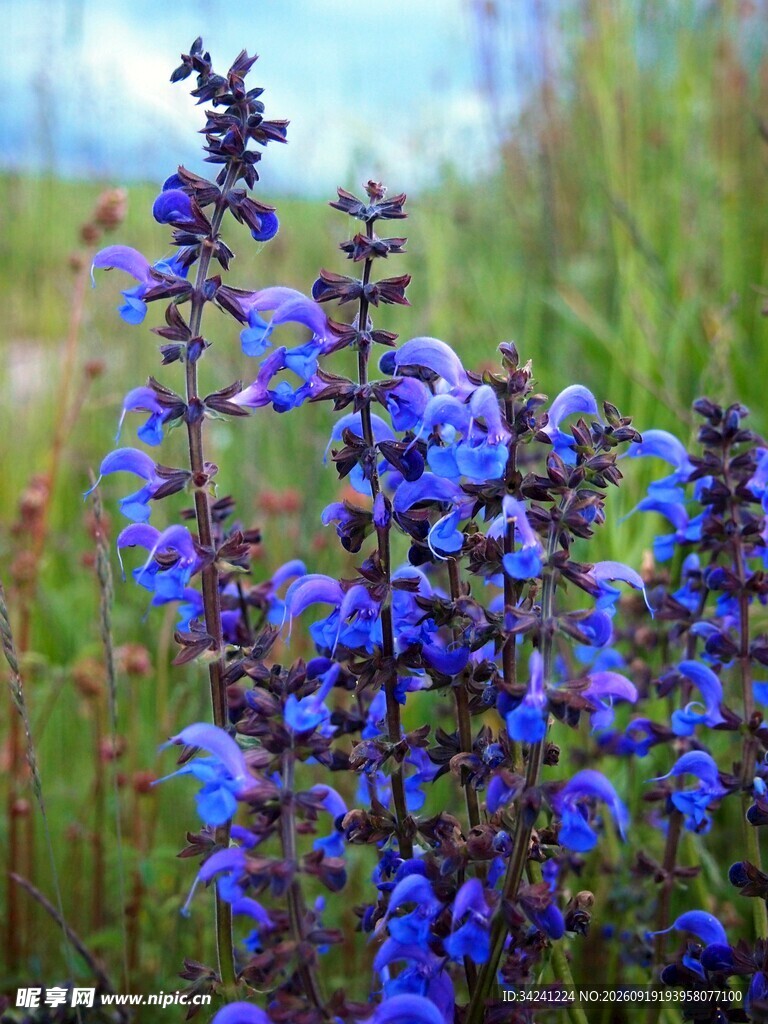 蓝紫色丹参花花丛特写