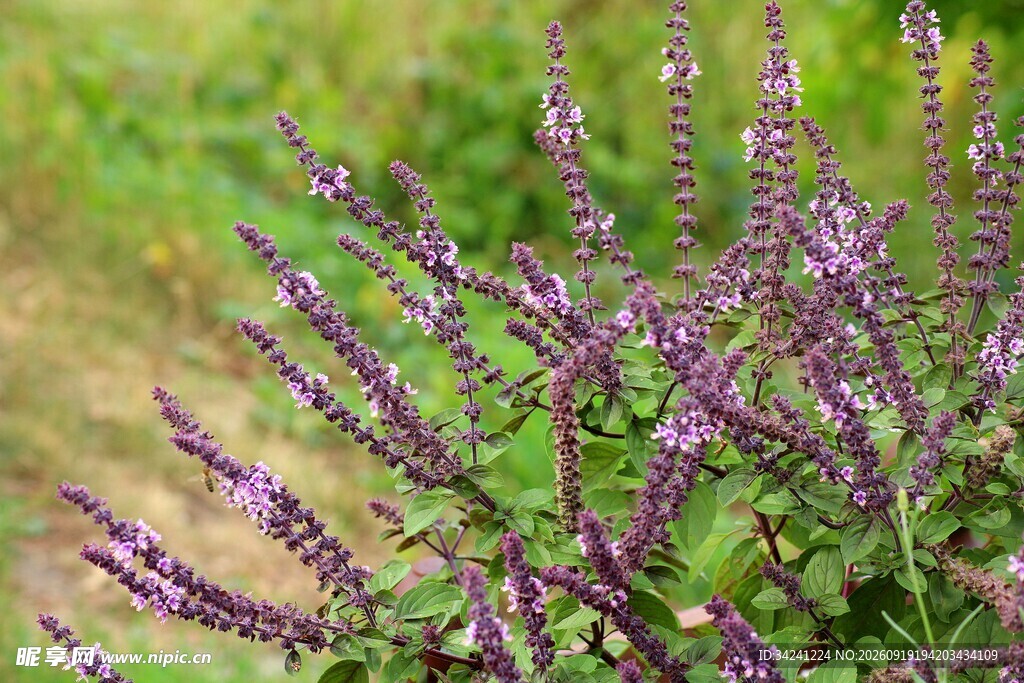 紫色繁茂丹参花特写