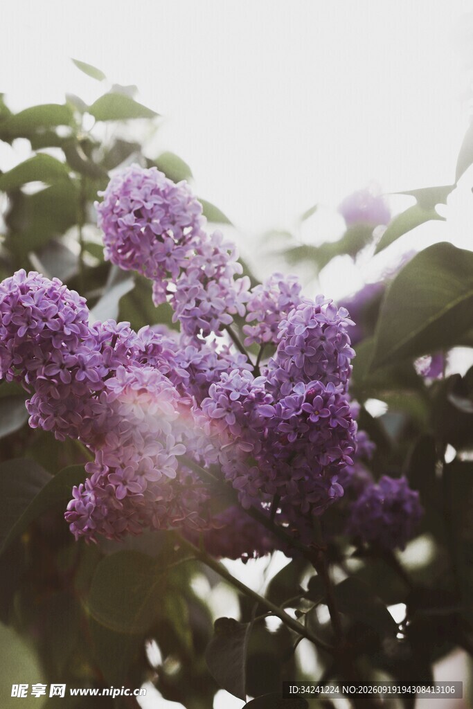 紫丁香绽放淡雅芬芳
