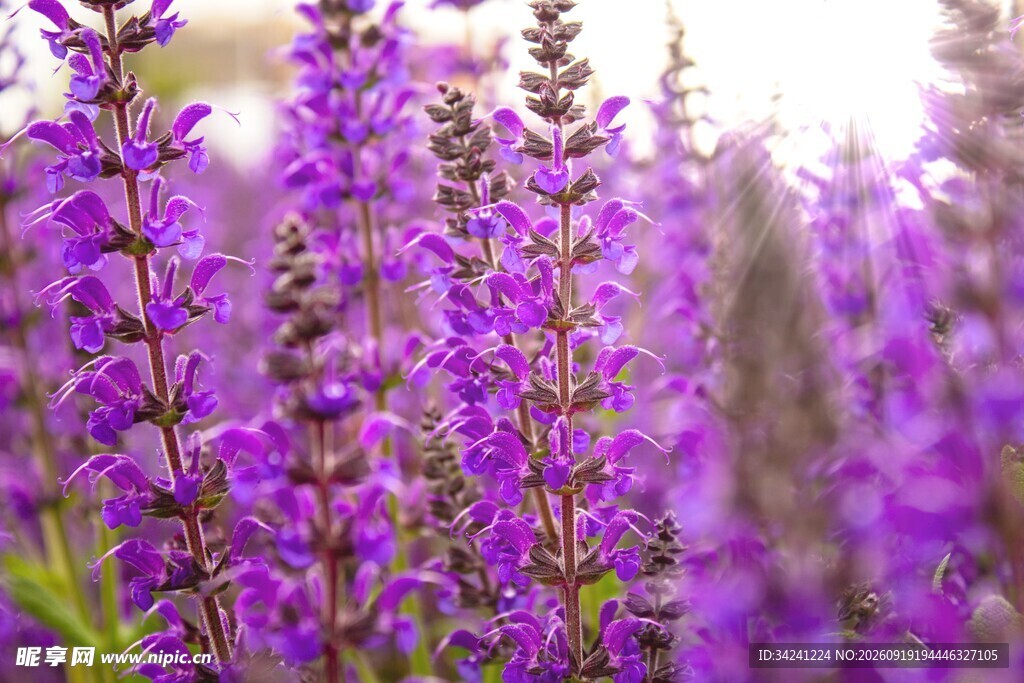 紫色丹参花花海美景