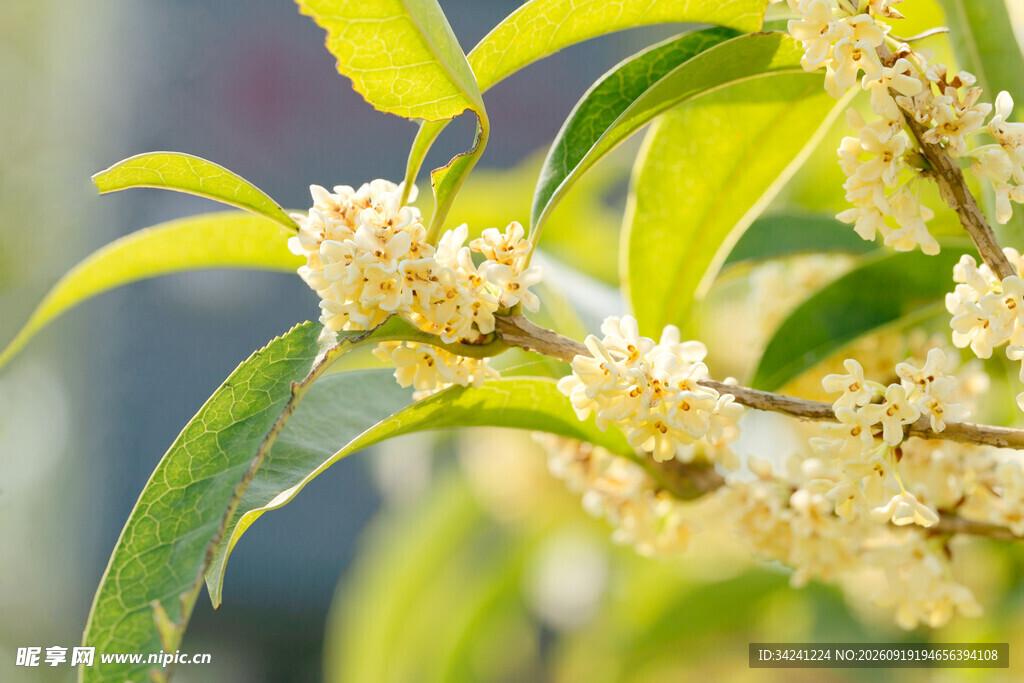 盛开的桂花枝头
