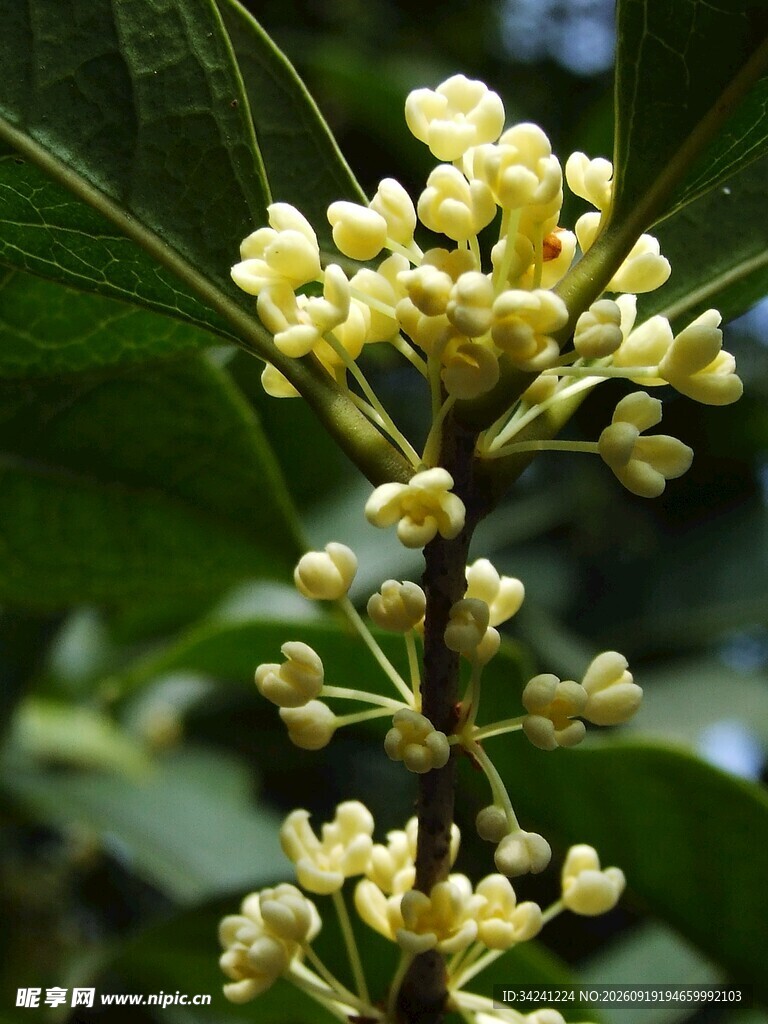 枝头绽放的黄色桂花