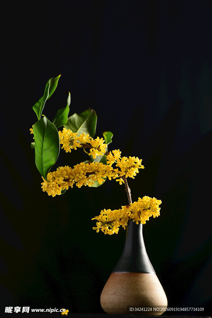 花瓶中绽放的黄色桂花