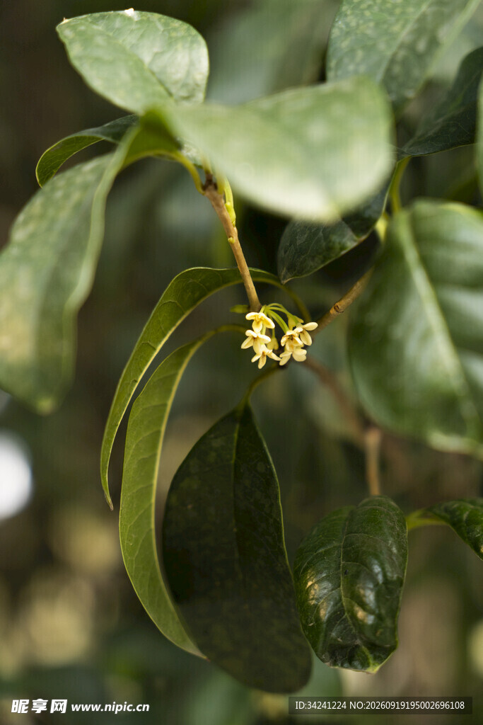 绿叶间的黄色桂花