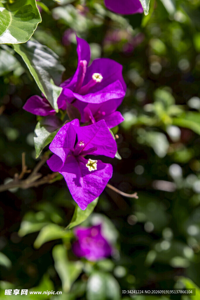 艳丽紫花三角梅绽放绿叶间