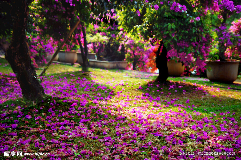 落花铺地的美丽花园景色