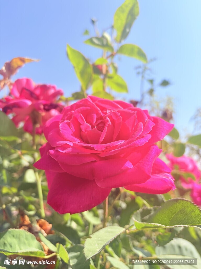 粉红色月季实拍