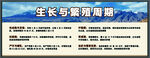 藏香猪生长与繁殖周期展板