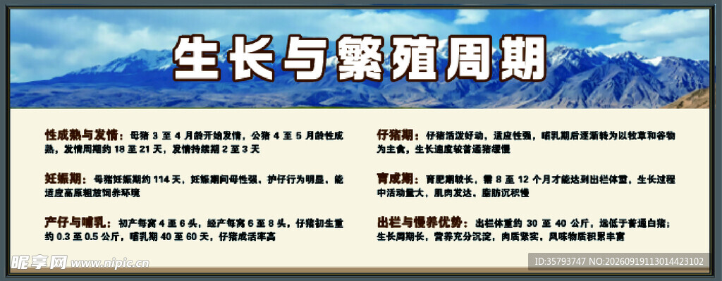 藏香猪生长与繁殖周期展板
