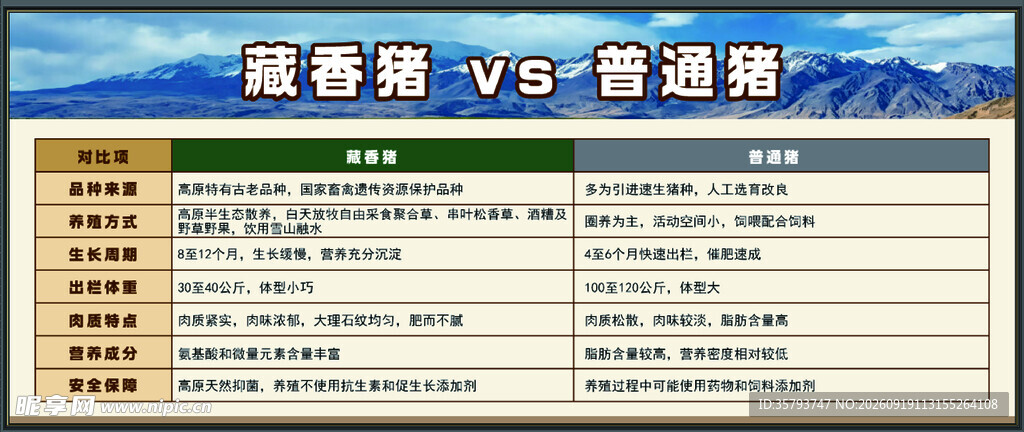 藏香猪 VS 普通猪