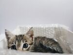 可爱小猫咪躺卧在布上
