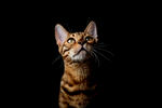 仰望的斑纹猫咪
