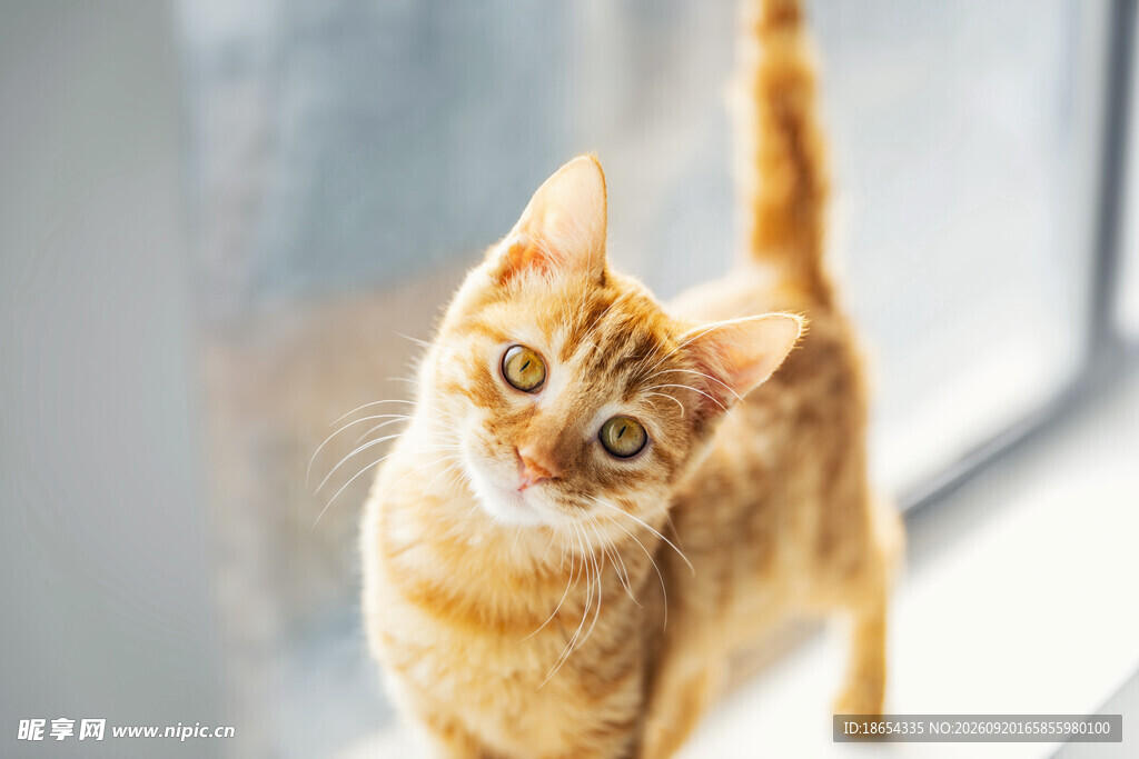 窗边可爱的橘色小猫