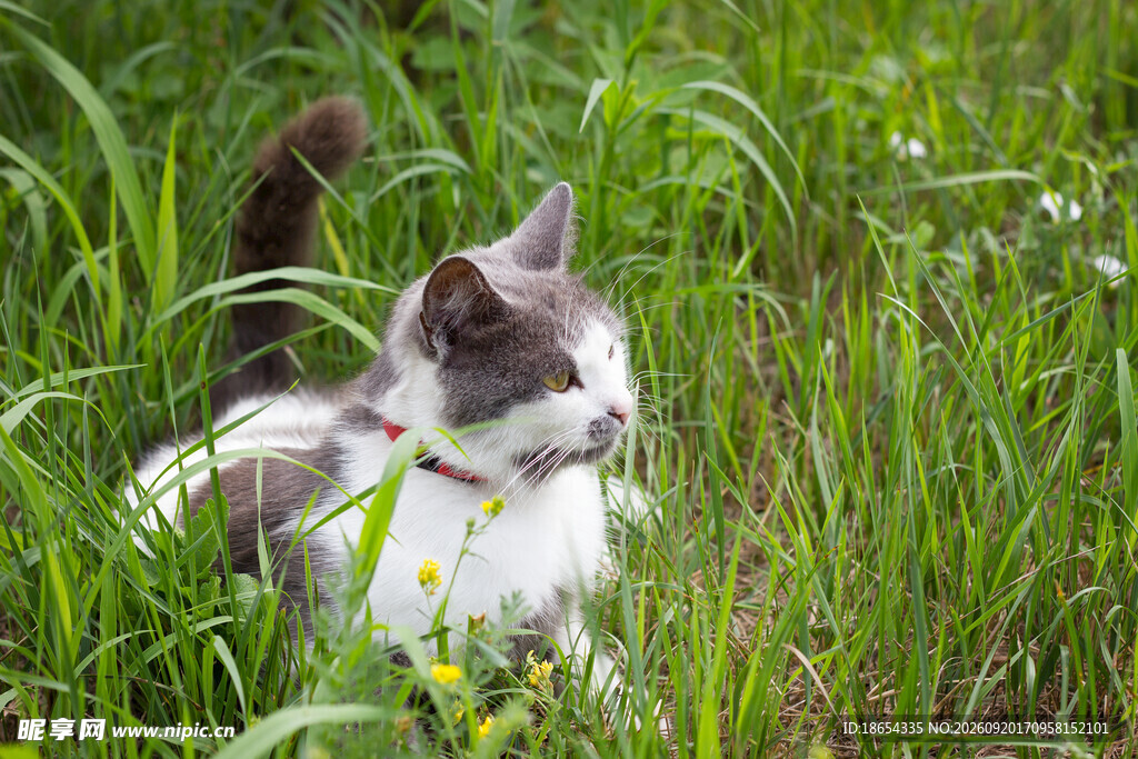 草丛中的可爱猫咪