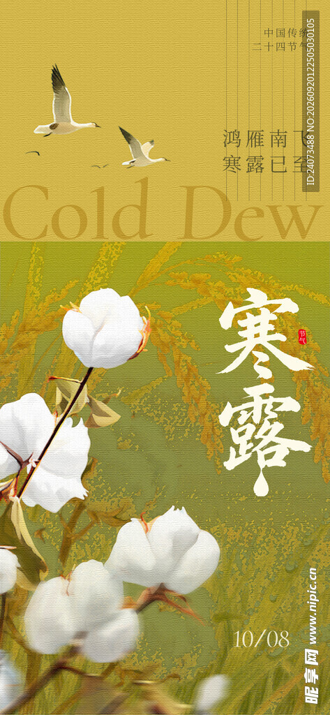 寒露时节的洁白棉花