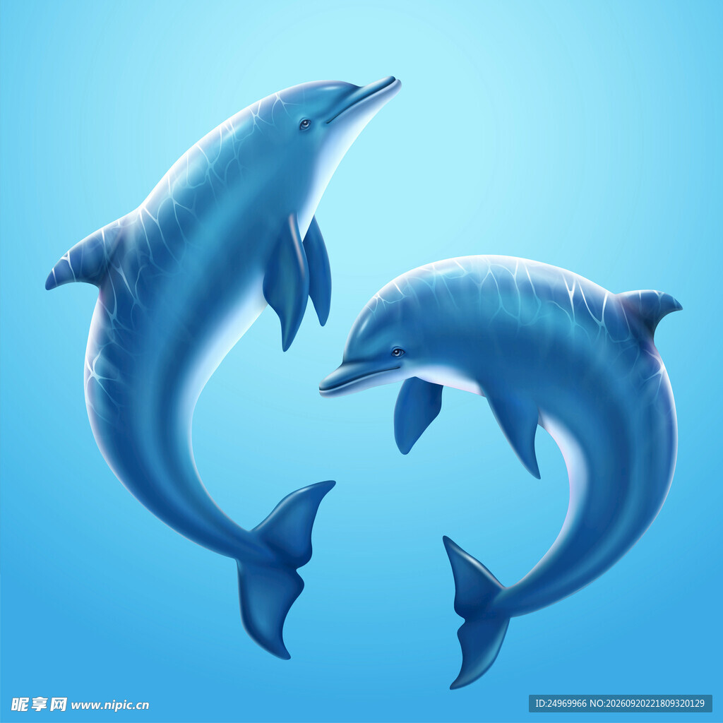 四只卡通海豚图案设计