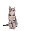 可爱条纹猫咪端坐