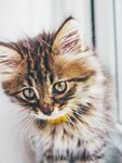 可爱长毛小猫歪头卖萌