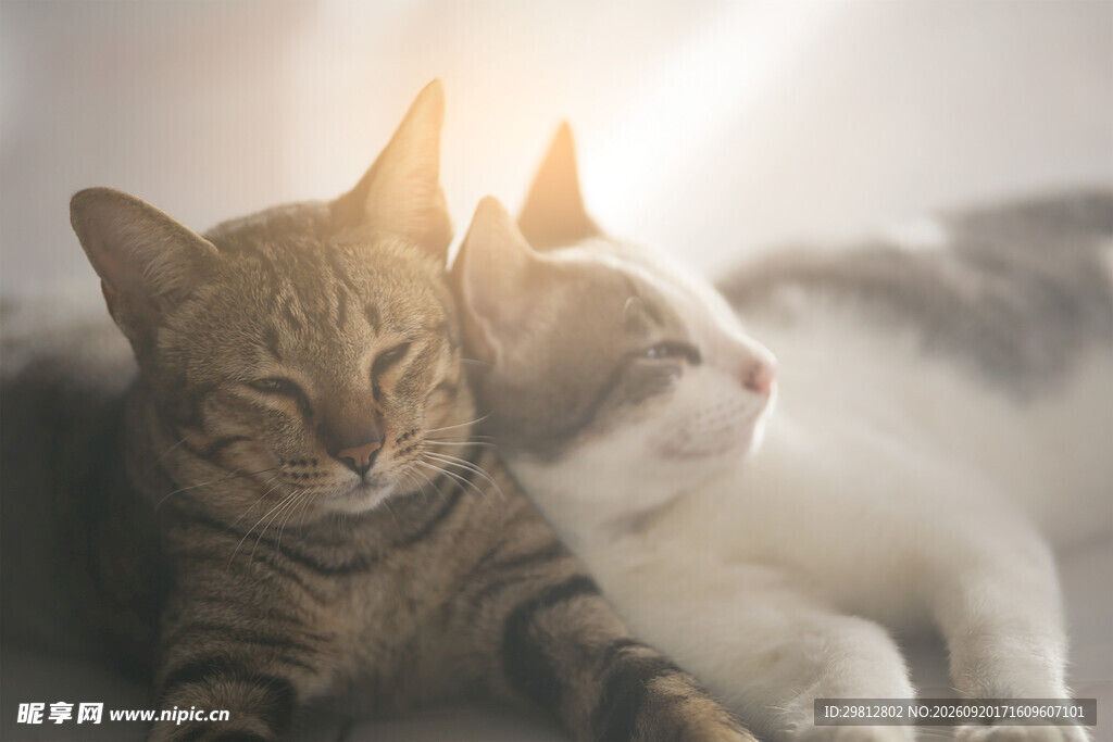 依偎的双猫