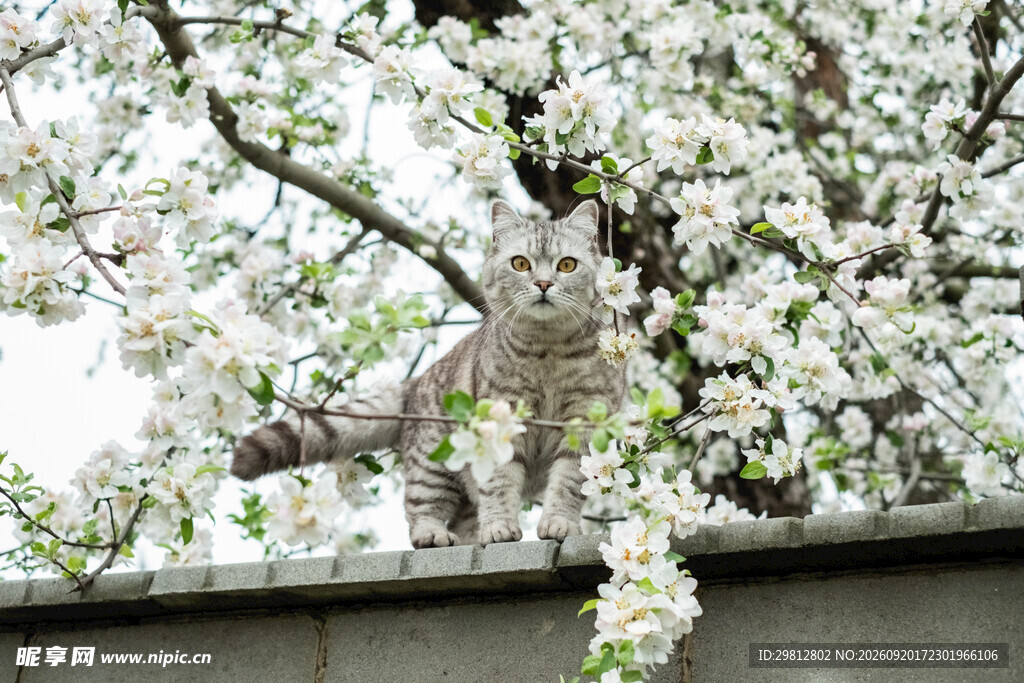 枝头繁花与休憩的猫头鹰